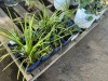 Big Blue Liriope, Qty. 10 - 2