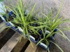 Big Blue Liriope, Qty. 10 - 3