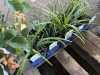 Big Blue Liriope, Qty. 10 - 4