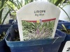 Big Blue Liriope, Qty. 10 - 5