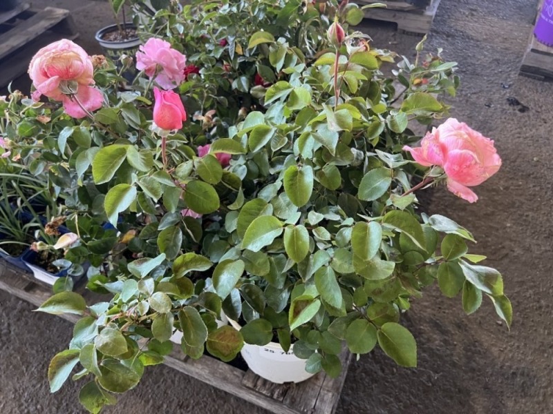 Assorted Roses, Qty. 4