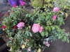 Assorted Roses, Qty. 4 - 2