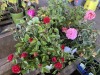 Assorted Roses, Qty. 4 - 3