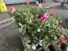 Assorted Roses, Qty. 4 - 4