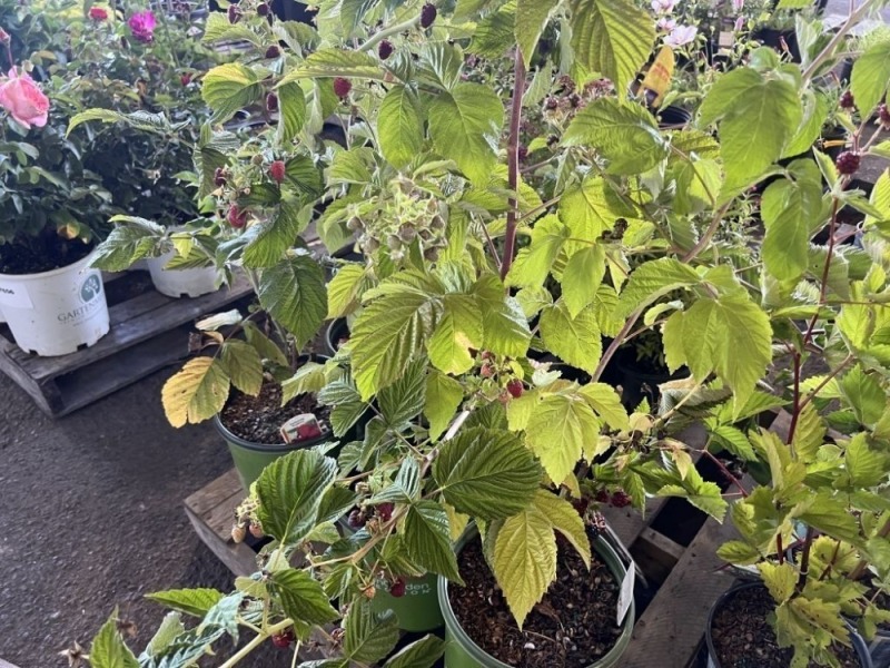 Everbearing Raspberry, Qty. 5