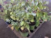Everbearing Raspberry, Qty. 5 - 2