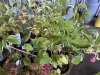 Everbearing Raspberry, Qty. 5 - 3