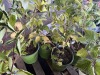 Everbearing Raspberry, Qty. 5 - 4