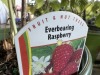 Everbearing Raspberry, Qty. 5 - 5