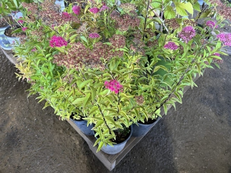 Spirea, Qty. 8