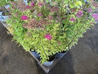 Spirea, Qty. 8