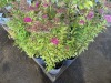 Spirea, Qty. 8