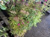 Spirea, Qty. 8 - 2