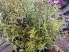 Spirea, Qty. 8 - 3