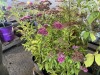 Spirea, Qty. 8 - 4