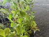 Navaho Thornless Blackberry, Qty. 8 - 3