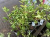 Navaho Thornless Blackberry, Qty. 8 - 4