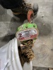 Coffing 2 Ton Chain Hoist - 3