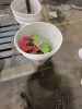 Coffing 2 Ton Chain Hoist - 3
