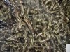 2025 Bronze Manganese Steel Safety Chain - 2