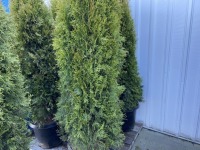 Emerald Green Arborvitae, Qty. 5