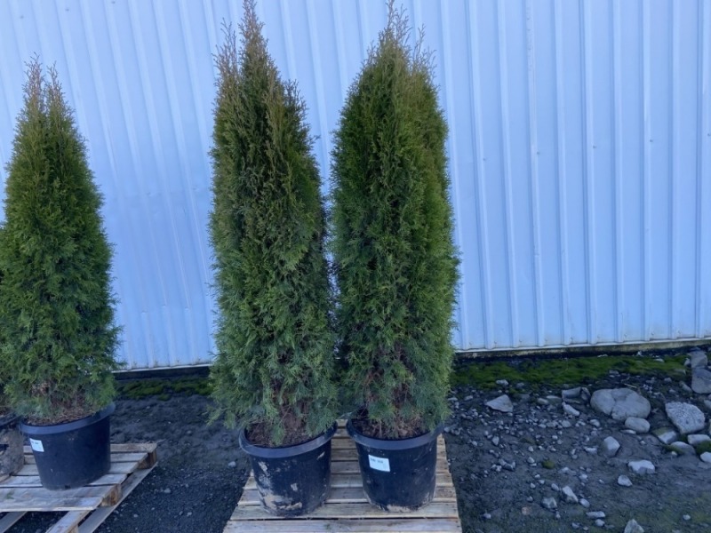 Emerald Green Arborvitae, Qty. 4