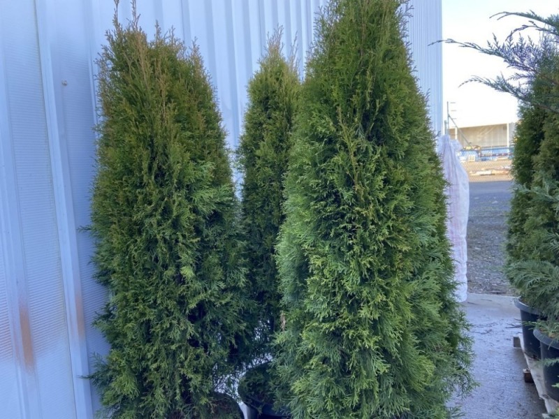Emerald Green Arborvitae, Qty. 4