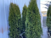 Emerald Green Arborvitae, Qty. 4