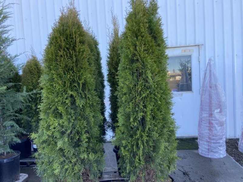 Emerald Green Arborvitae, Qty. 6