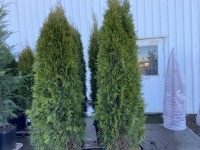 Emerald Green Arborvitae, Qty. 6