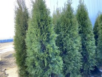 Emerald Green Arborvitae, Qty. 6