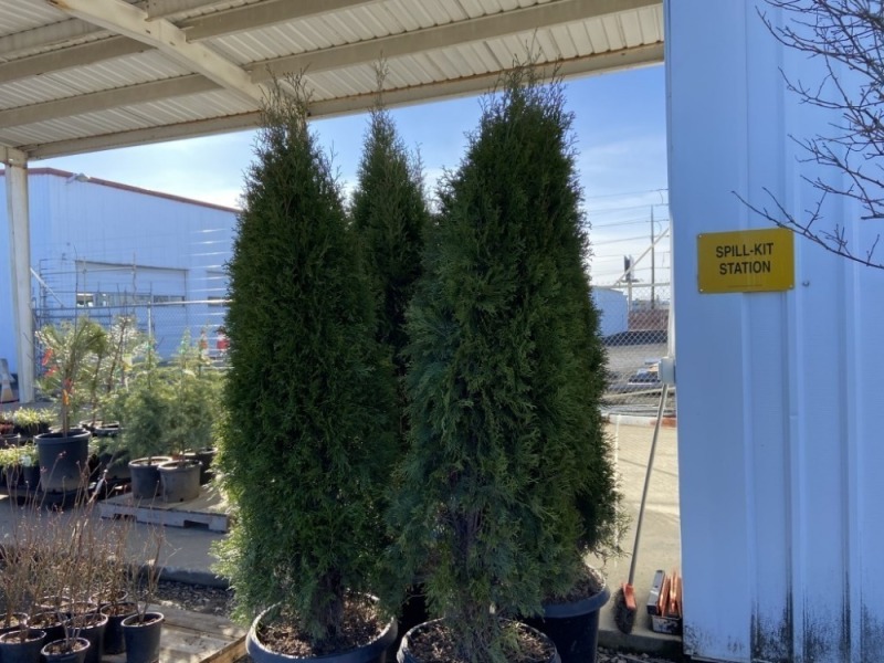 Emerald Green Arborvitae, Qty. 4