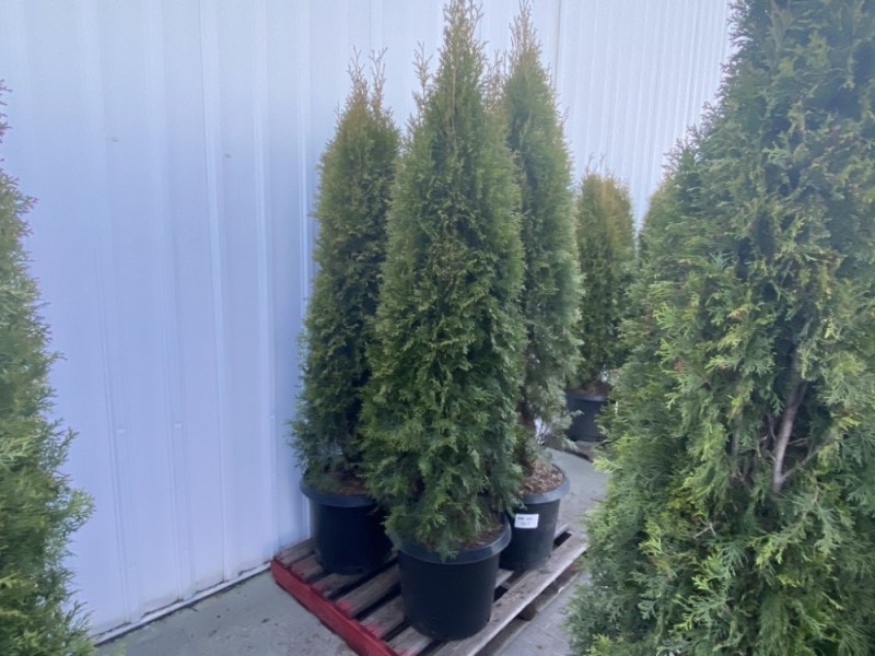 Emerald Green Arborvitae, Qty. 4