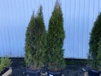Emerald Green Arborvitae, Qty. 2