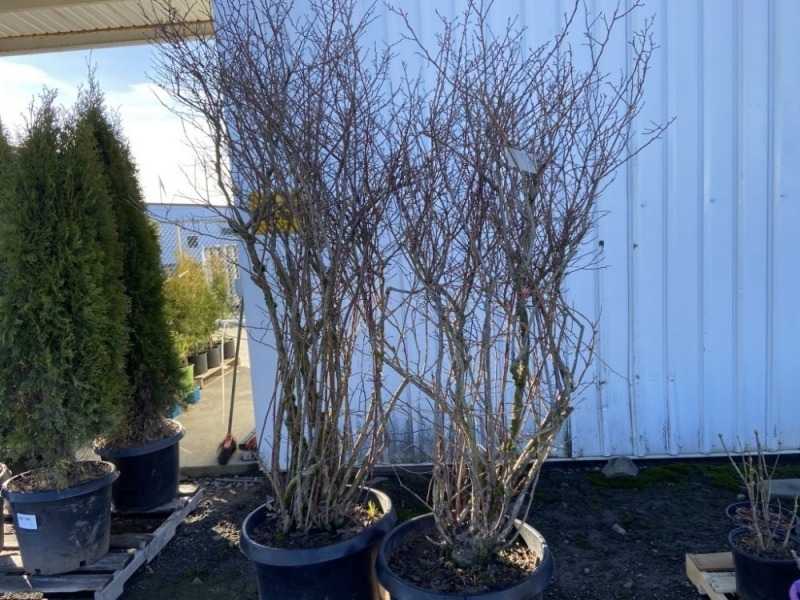 Bluecrop Blueberry, Qty. 2
