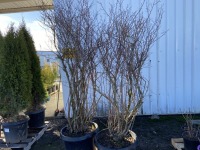 Bluecrop Blueberry, Qty. 2