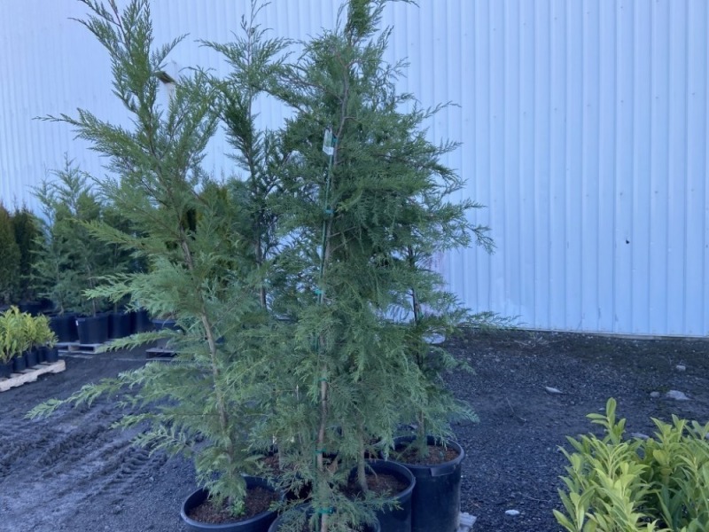 Leyland Cypress, Qty. 6