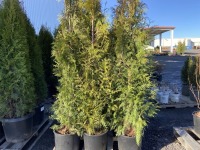 Excelsa Western Red Cedar, Qty. 6