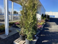 Excelsa Western Red Cedar, Qty. 4