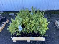 Schipkaensis Cherry Laurel, Qty. 36