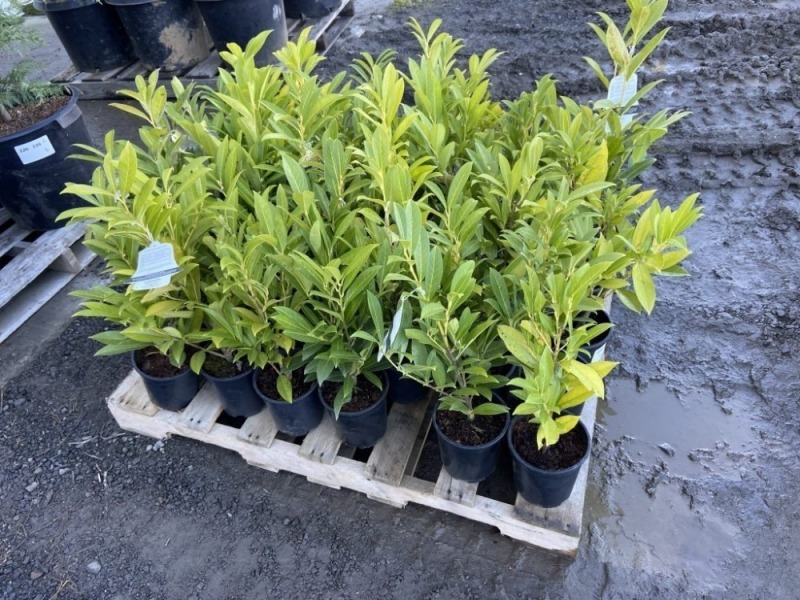 Schipkaensis Cherry Laurel, Qty. 36