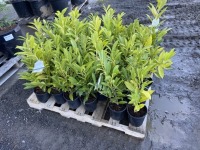 Schipkaensis Cherry Laurel, Qty. 36
