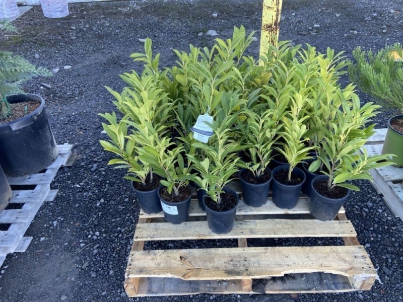 Schipkaensis Cherry Laurel, Qty. 30