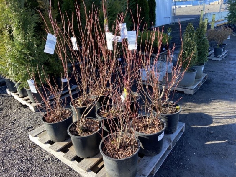 Duke Blueberry, Qty. 9