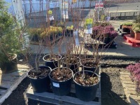 Duke Blueberry, Qty. 6