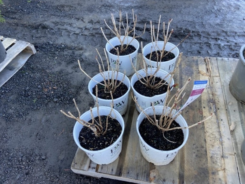 Proven Winners Summer Crush Hydrangea