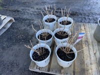 Proven Winners Summer Crush Hydrangea