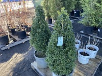 Green Mountain Boxwood, Qty. 2