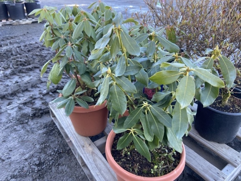 Nova Zembla Rhododendron, Qty. 4
