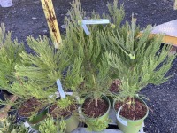 Giant Sequoia, Qty. 6